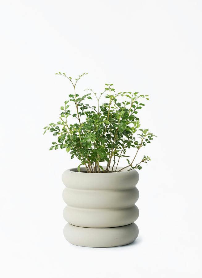 観葉植物 i▽自社エリア配送限定 シマトネリコ 観葉植物 植木鉢付き
