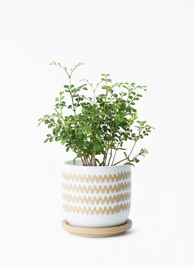 観葉植物 ポトス エンジョイ 3号 インナ 11 W ホワイト 付き | 観葉