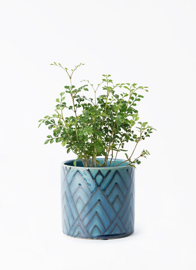 鉢カバー ブルー・グリーン 3号 | 観葉植物の鉢ならHitoHana