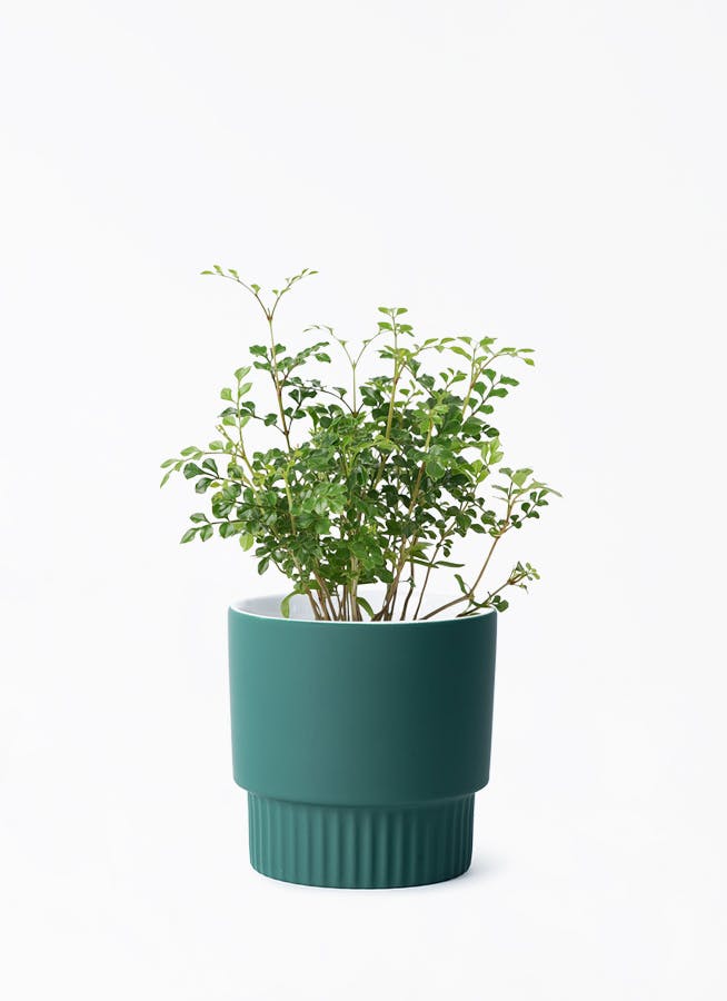 HitoHana プラントカバー 鉢カバー ブルー・グリーン 3号 | 観葉植物の鉢ならHitoHana