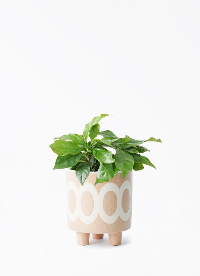 観葉植物 コーヒーの木 3号 ラダ 12 B ベージュ 付き | 観葉植物なら