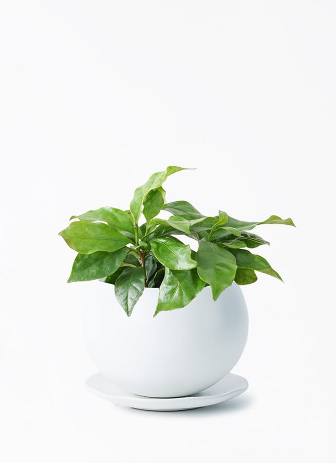 観葉植物 コーヒーの木 3号 マリナ 白 L 付き | 観葉植物ならHitoHana