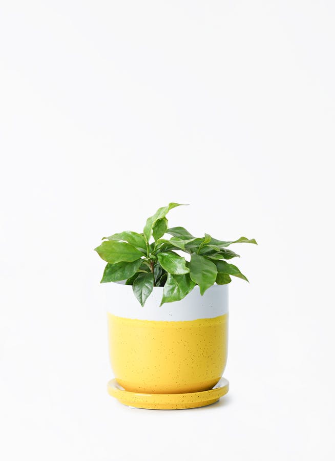 イエロー・オレンジ・ピンクの鉢カバー付きの観葉植物 | HitoHana