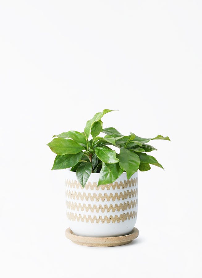 観葉植物 ポトス エンジョイ 3号 インナ 11 W ホワイト 付き | 観葉