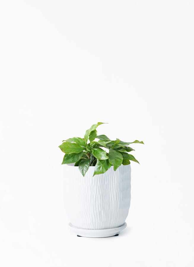 観葉植物 コーヒーの木 3号 ハピ 白 S 付き | 観葉植物なら