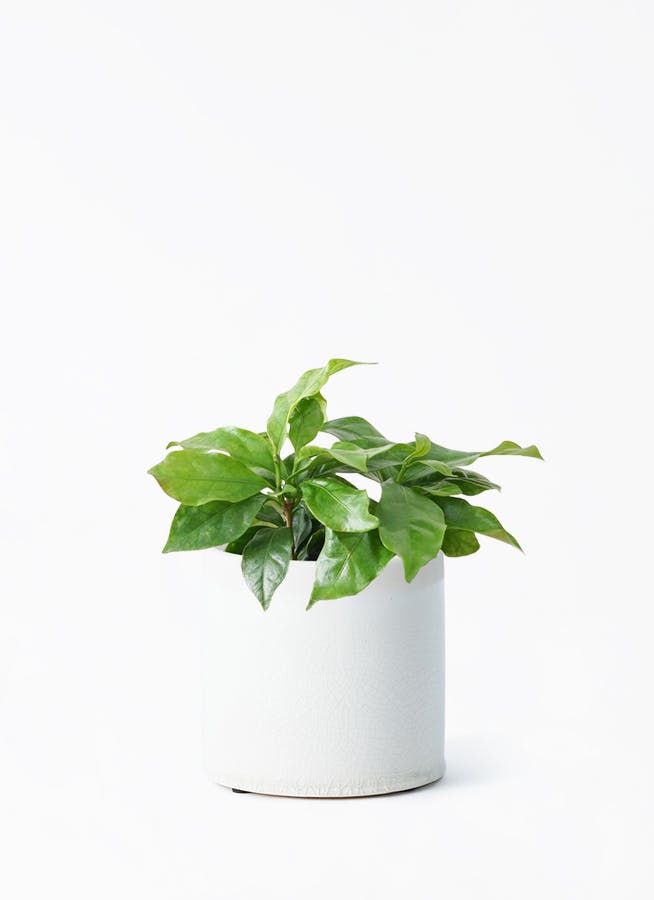 コーヒーの木 約1m 3本 LL_img_270345_2.jpg?format=webp