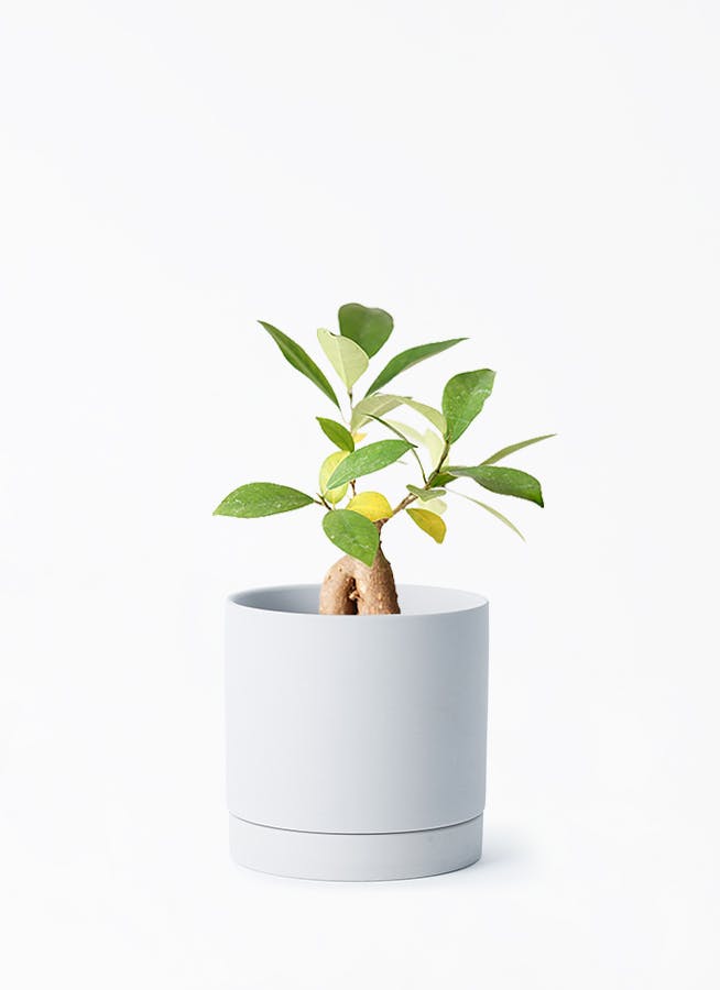 ガジュマル 3号 | 観葉植物の通販ならHitoHana（ひとはな）