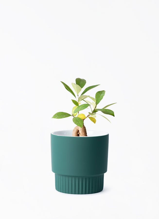 鉢カバー ブルー・グリーン 3号 | 観葉植物の鉢ならHitoHana
