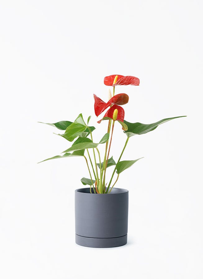 アンスリウム　3点セット アンスリウム 3号 | 観葉植物ならHitoHana