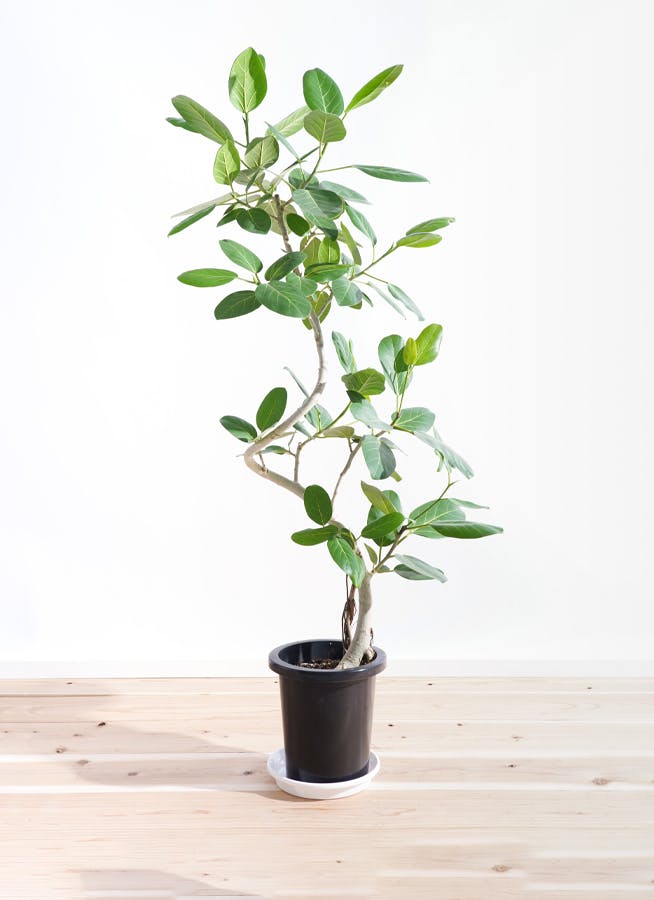 現品】フランスゴム 8号 紺鉢（1）Ficus rubiginosa-