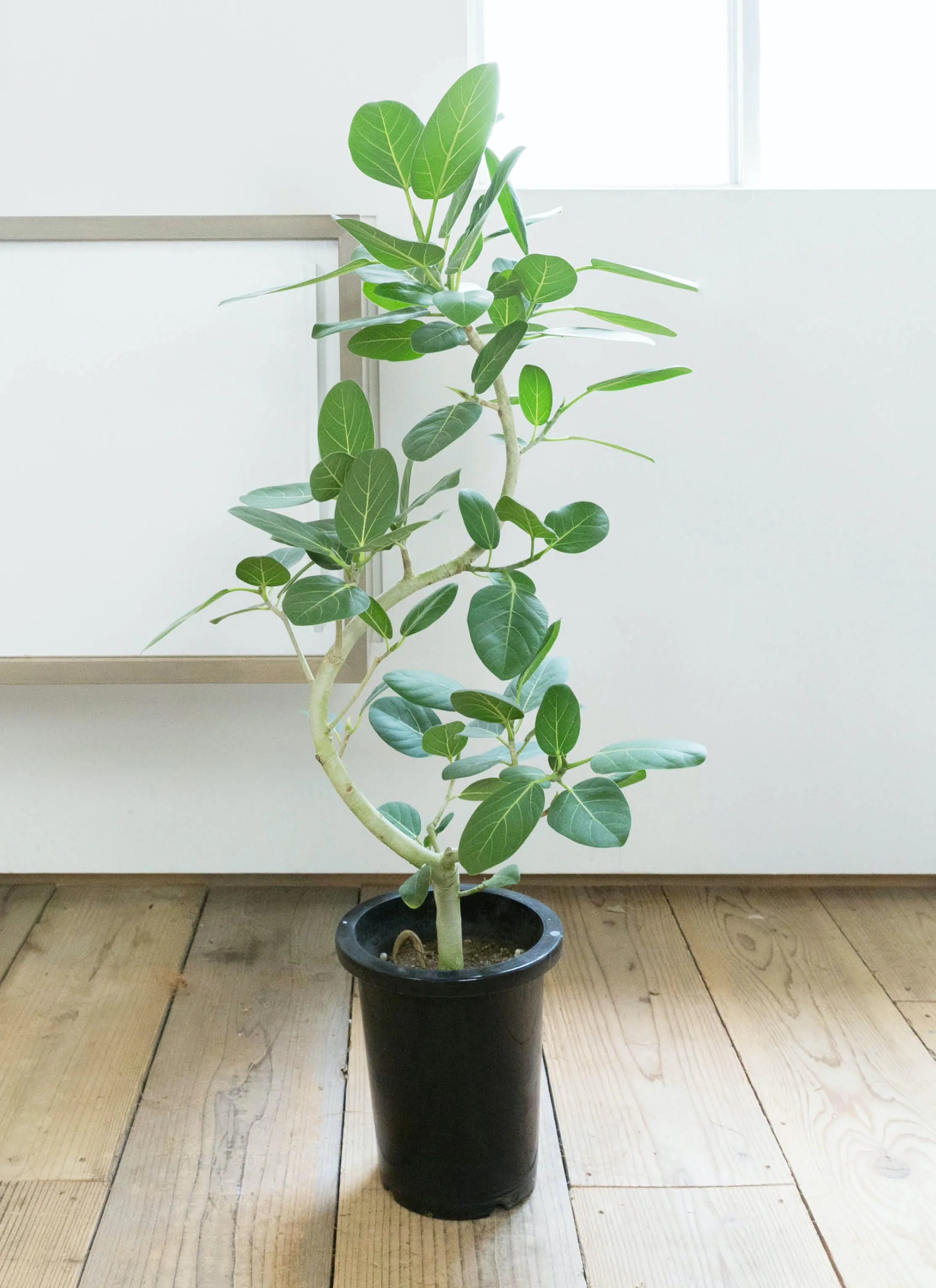 フィカス ベンガレンシス 8号 曲がり | 観葉植物通販 Hitohana（ひとはな）