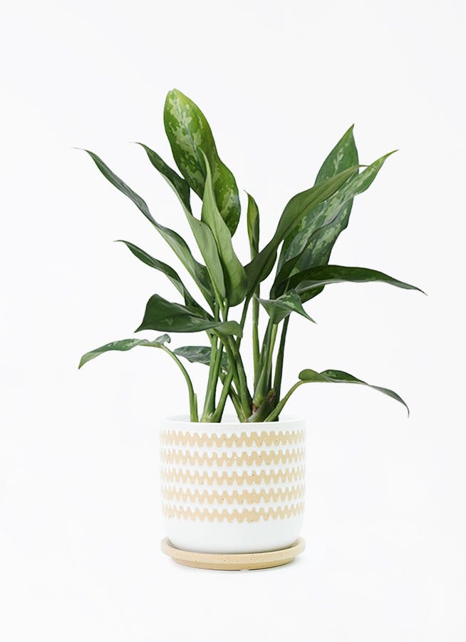 アグラオネマ 4号 | 観葉植物 | インテリアやギフトに - Hitohana