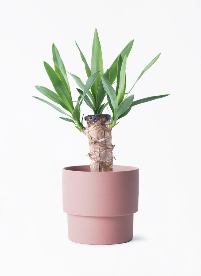 ユッカ（青年の木） | 観葉植物通販HitoHana（ひとはな）