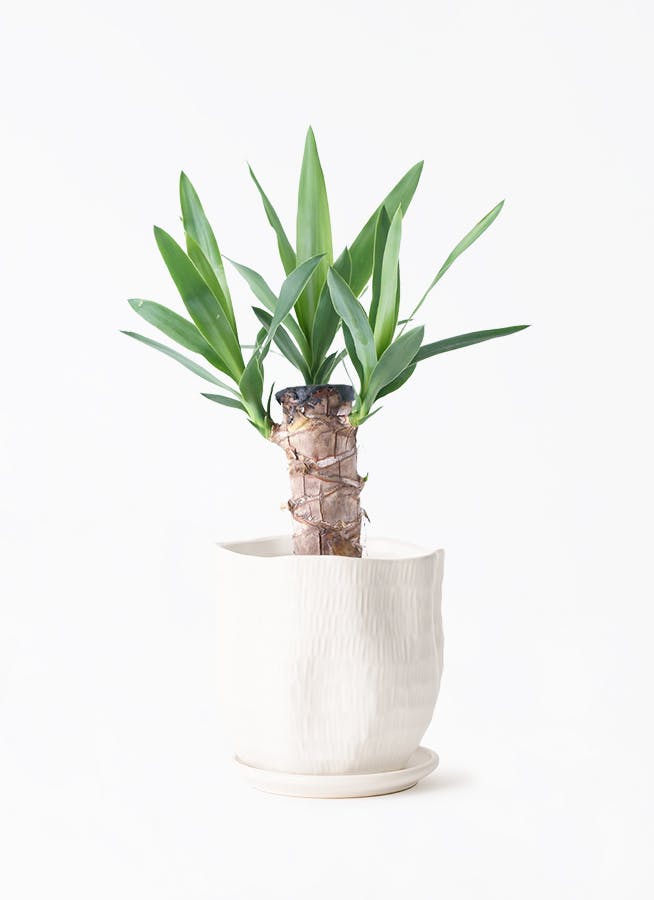 ユッカ（青年の木） | 観葉植物通販HitoHana（ひとはな）