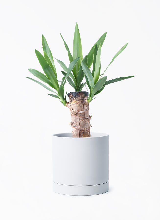 ユッカ 4号 | 観葉植物 | インテリアやギフトに - Hitohana（ひとはな）