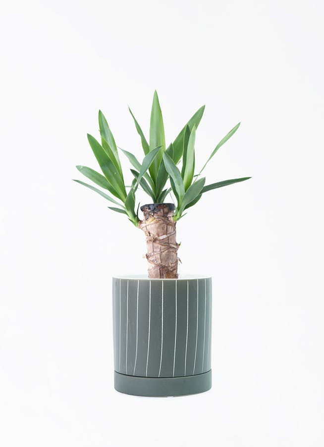 現品】Yucca Torreyi ユッカ・トレリー ユッカ・トーリー 8号 e48番 現品】Yucca Torreyi ユッカ・トレリー ユッカ・トーリー 8号 e48番