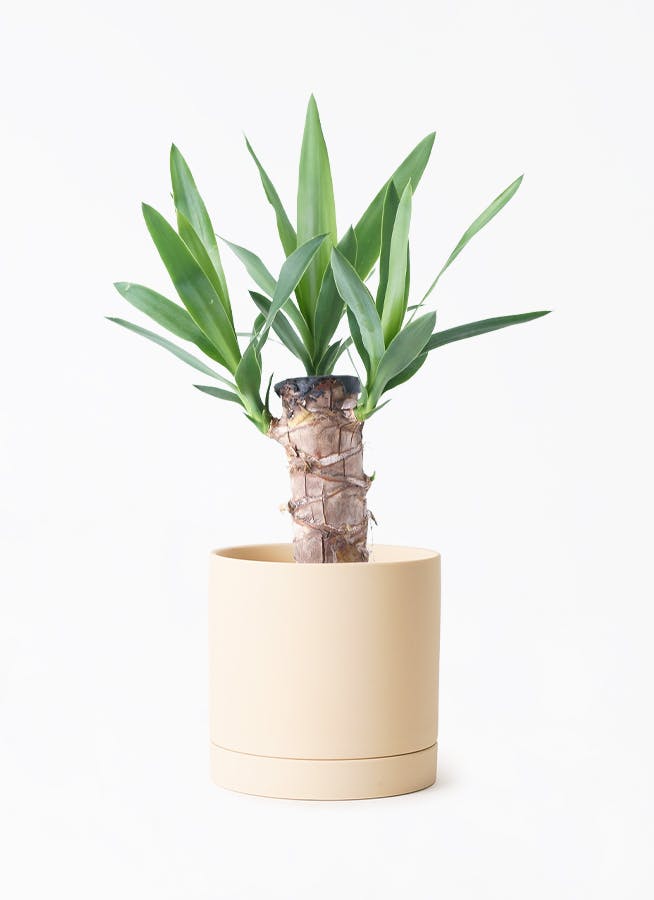 ユッカ 観葉植物 観葉植物 ドラセナ・ユッカ （青年の木） 60から80cmサイズ