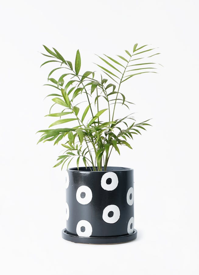 テーブルヤシ 4号 | 観葉植物 | インテリアやギフトに - Hitohana