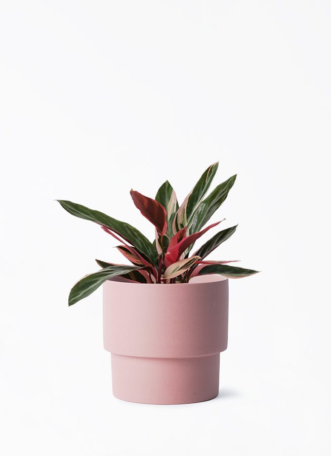 観葉植物 ストロマンテ トリオスター 4号 エメリ 14 S カーキ 付き