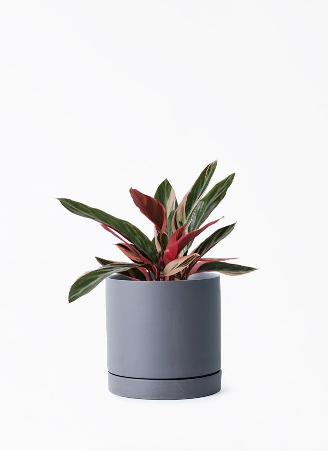 HitoHana プラントカバー 鉢カバー 黒・ブラック 4号 | 観葉植物の鉢ならHitoHana