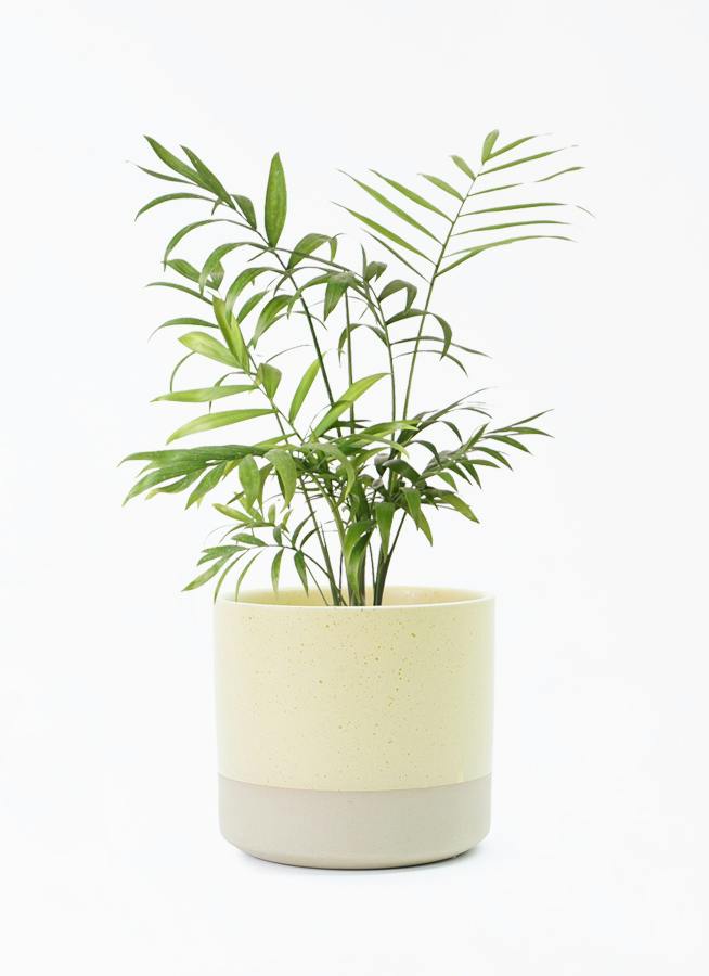 テーブルヤシ 4号 | 観葉植物 | インテリアやギフトに - Hitohana