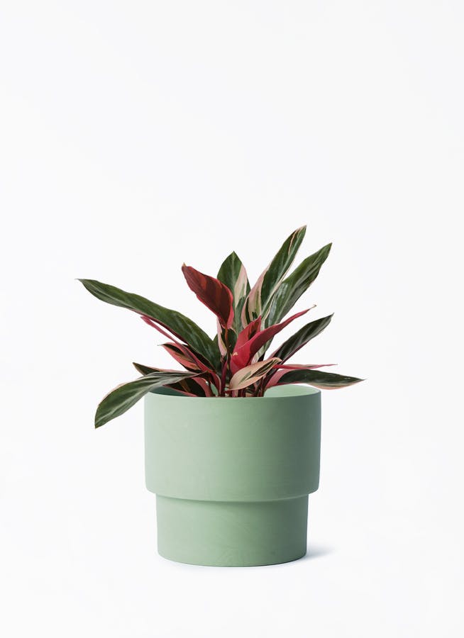 観葉植物 ストロマンテ トリオスター 4号 エメリ 14 G グリーン 付き