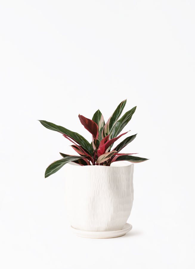 ストロマンテ トリオスター | 観葉植物の通販ならHitoHana（ひとはな