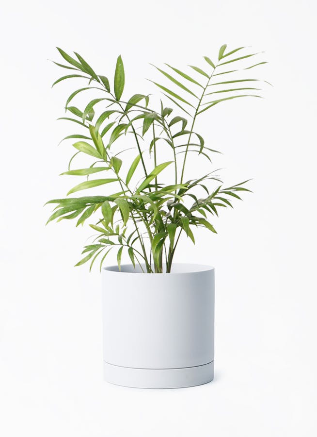 テーブルヤシ1mサイズ 送料無料】 観葉植物 生木 オフィス テーブルヤシ (フラワーボックス用