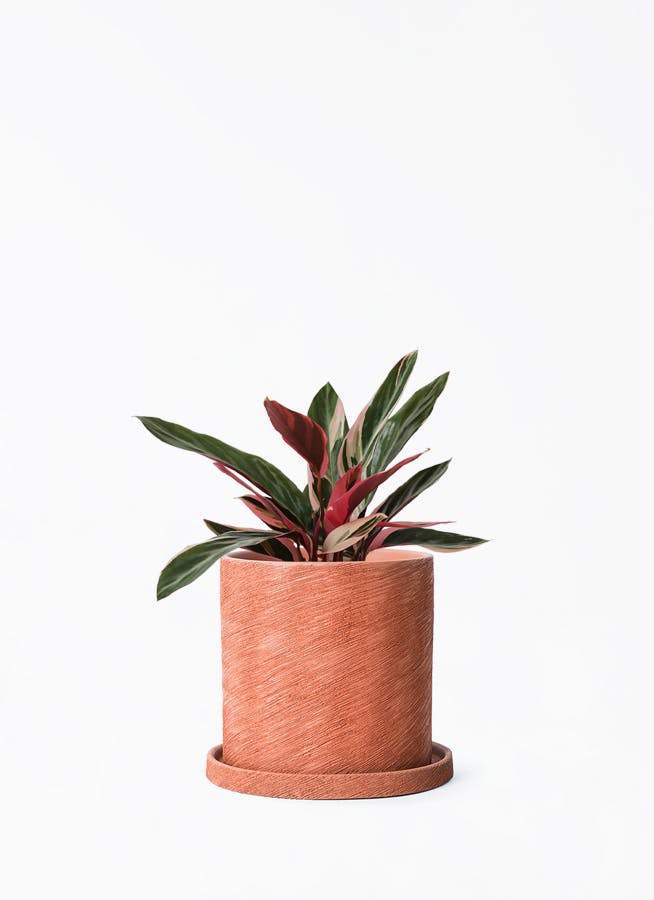 観葉植物 ストロマンテ トリオスター 4号 エッシ 16 R ブラウン 付き