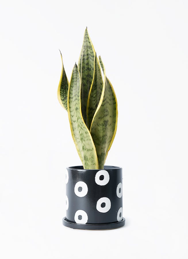 黒・ブラックの鉢カバー付きの観葉植物 4号 | 観葉植物の鉢ならHitoHana