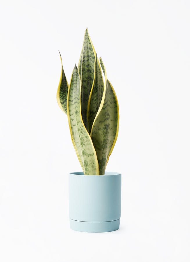 観葉植物 サンスベリア 4号 トラノオ リア 青緑 M 付き | 観葉植物なら 