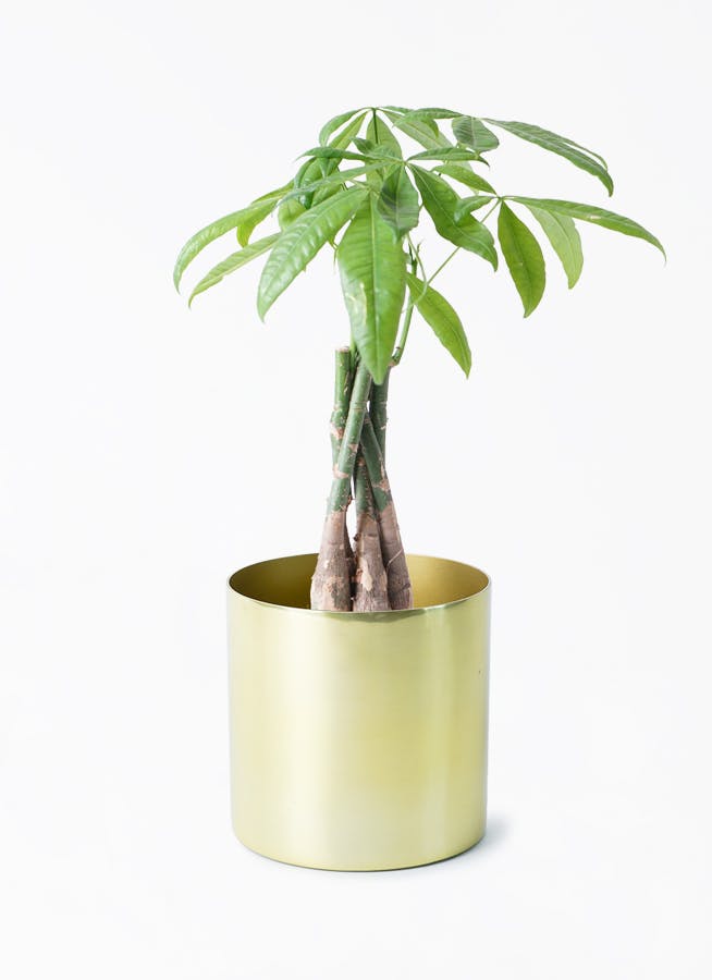 パキラ　ねじり　4【現品】観葉植物　室内　大型 観葉植物 パキラ 4号 ねじり ラーケルシリンダー 15 ゴールド