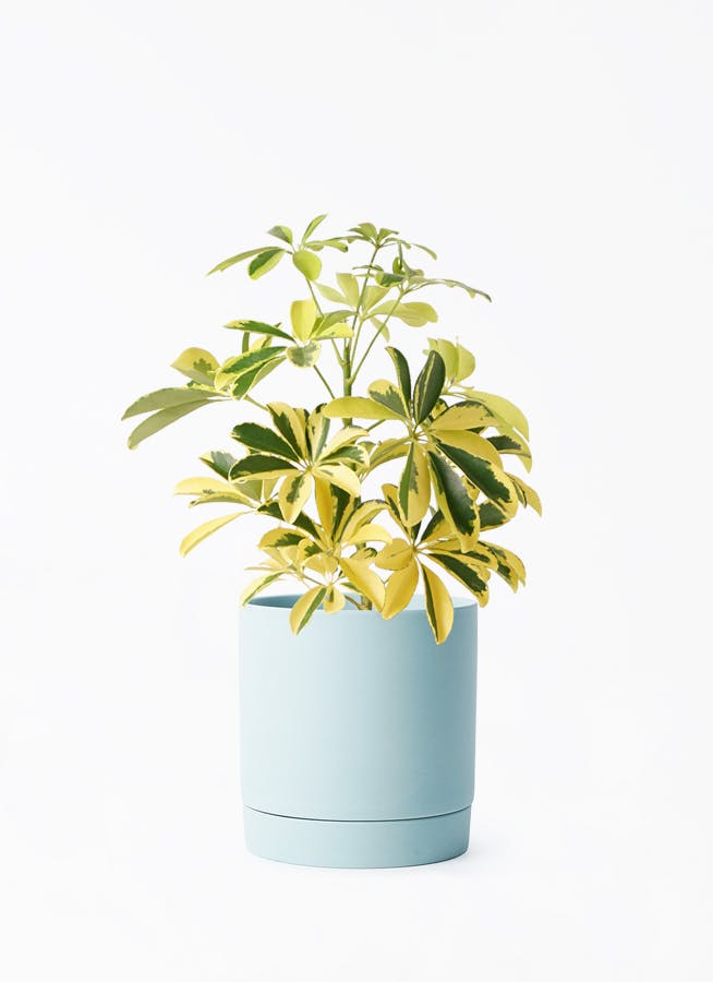 観葉植物 カポック（シェフレラ） 4号 斑入り リア 青緑 M 付き