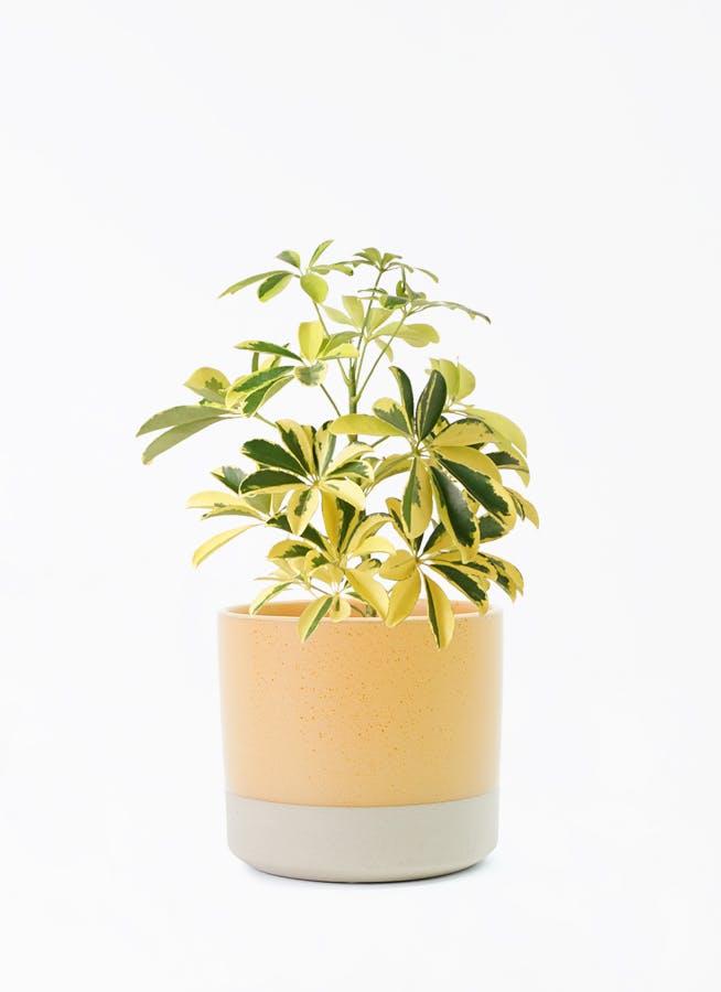 観葉植物 カポック（シェフレラ） 4号 斑入り ハンネ 16 R オレンジ