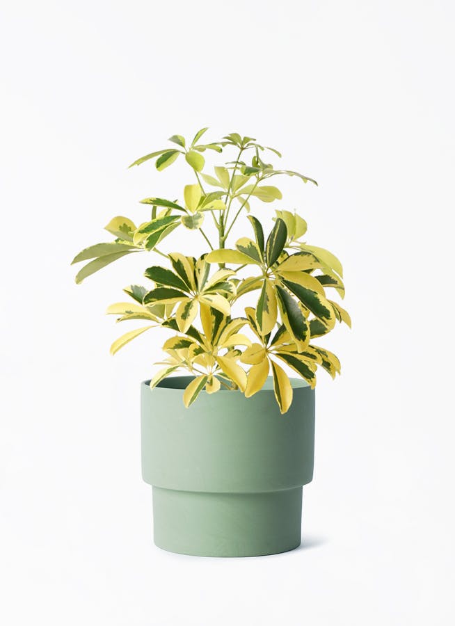シェフレラ・カポック つぼみ付き 観葉植物 シェフレラ（カポック） 4号 斑入り エメリ 14 G グリーン