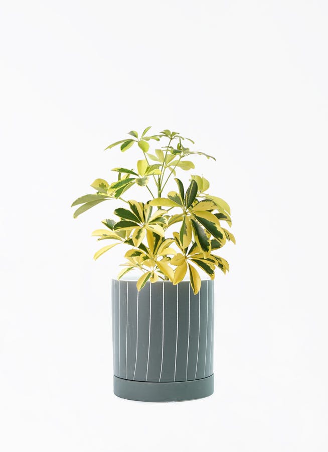 カポック（シェフレラ） 4号 | 観葉植物 | インテリアやギフトに