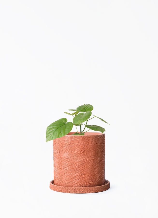 ユッカ 観葉植物 1.jpg?1522768947