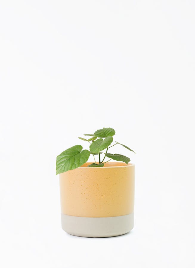 ウンベラータ 4号 | 観葉植物の通販ならHitoHana（ひとはな）