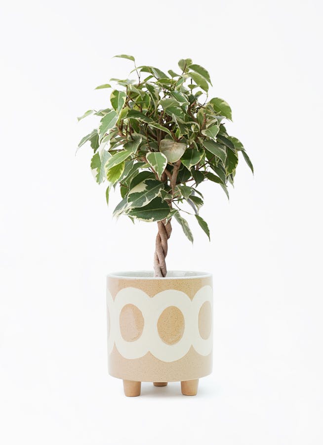 フィカス　ベンガレンシス4 観葉植物 フィカス ベンガレンシス 4号 曲り プラスチック鉢