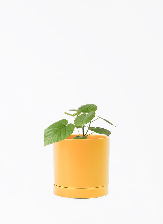 観葉植物 フィカス ウンベラータ 4号 オーセ 15 Y イエロー 付き
