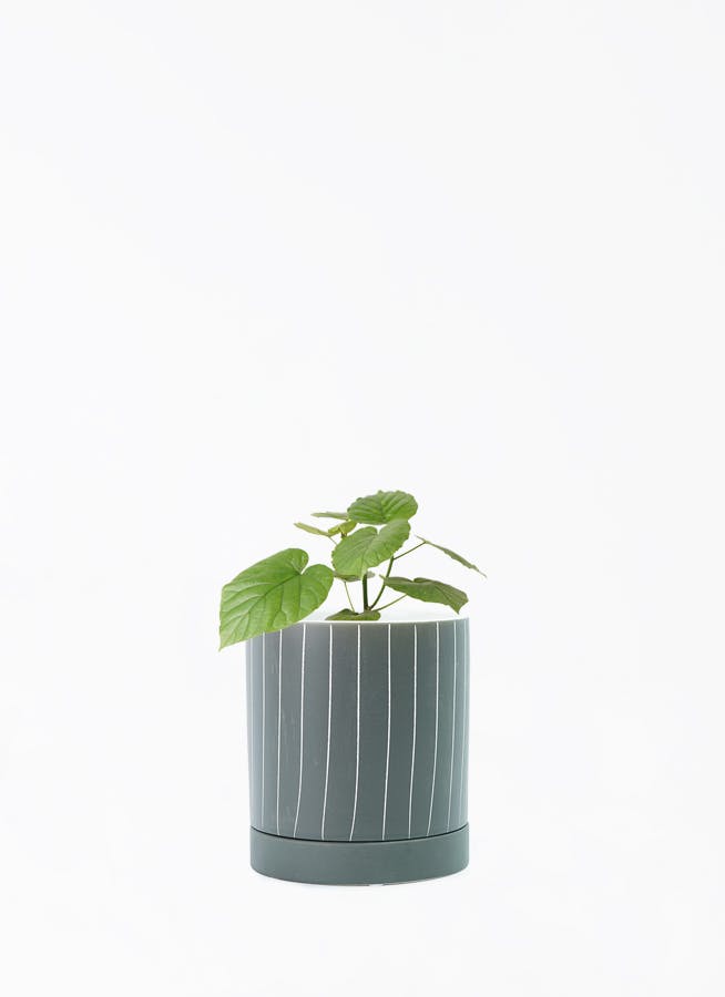 フィカス　ベンガレンシス4 フィカス ベンガレンシス 4号 | 観葉植物通販 HitoHana（ひとはな）
