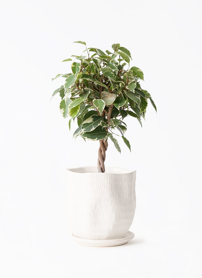 観葉植物 フィカス ベンジャミン 4号 プリンセス ハピ 白 L 付き