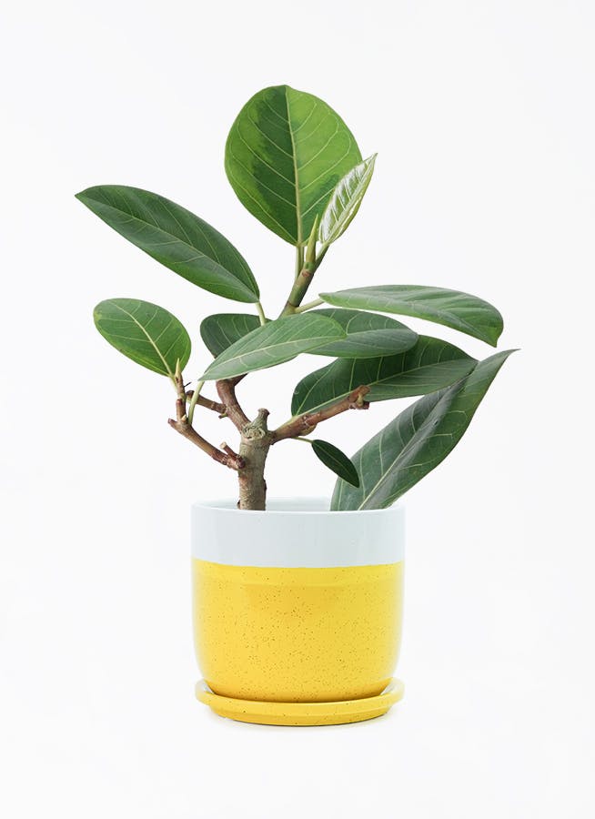 フィカス アルテシーマ 4号 | 観葉植物 | インテリアやギフトに