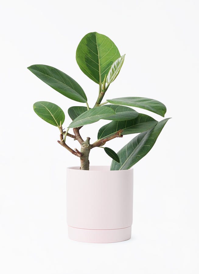 フィカス　アルテシマ　4 フィカス：アルテシマ 4号鉢植え の通販 | 園芸ネット