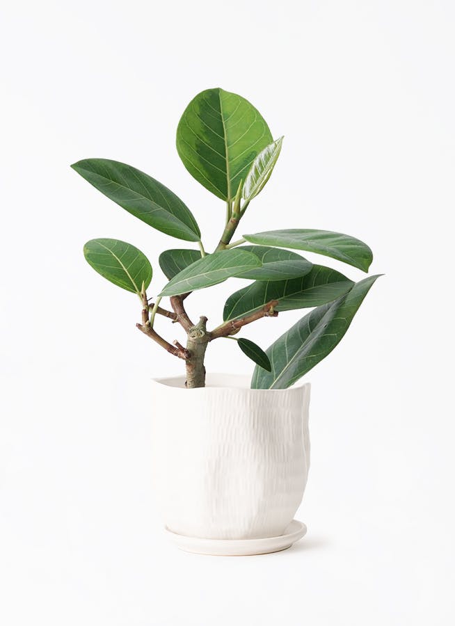 フィカス アルテシーマ 4号 | 観葉植物 | インテリアやギフトに
