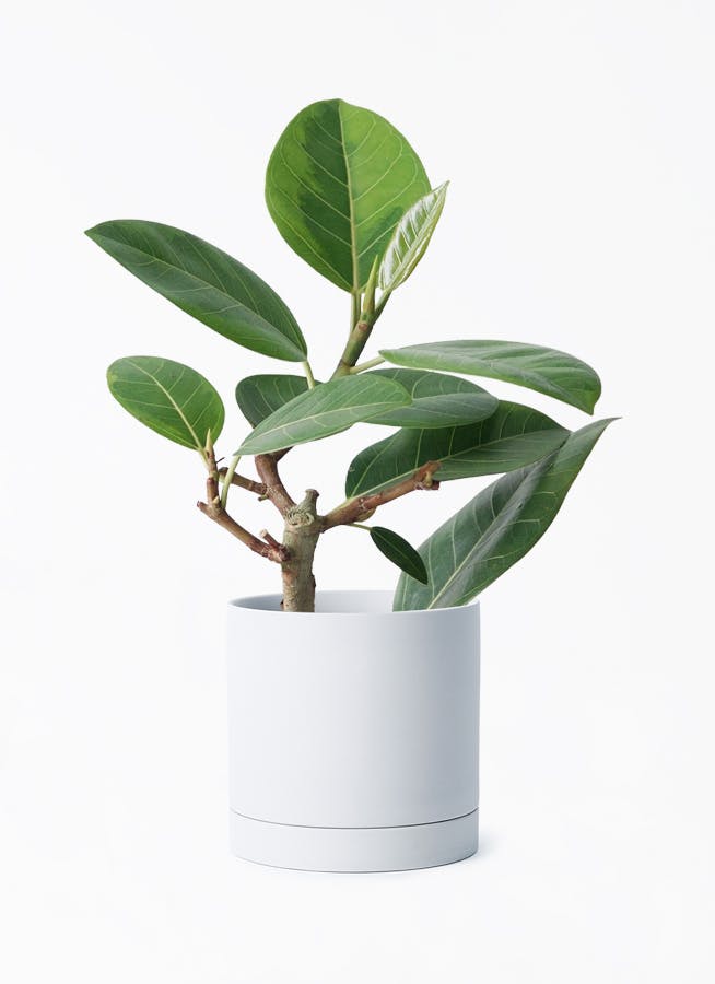 観葉植物 フィカス アルテシーマ 4号 ストレート ルーツ 15 H グレー