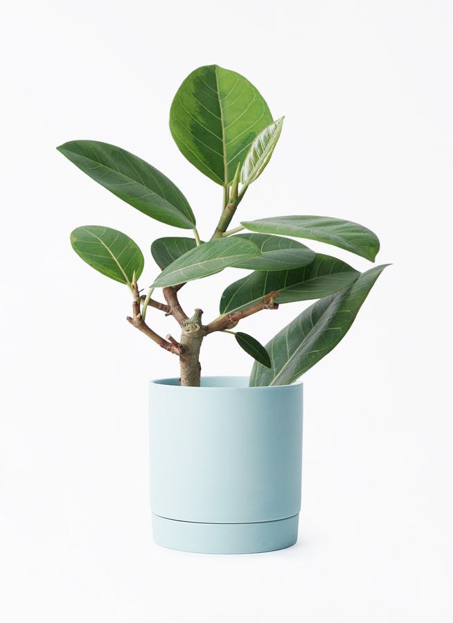 フィカス アルテシーマ 4号 | 観葉植物 | インテリアやギフトに