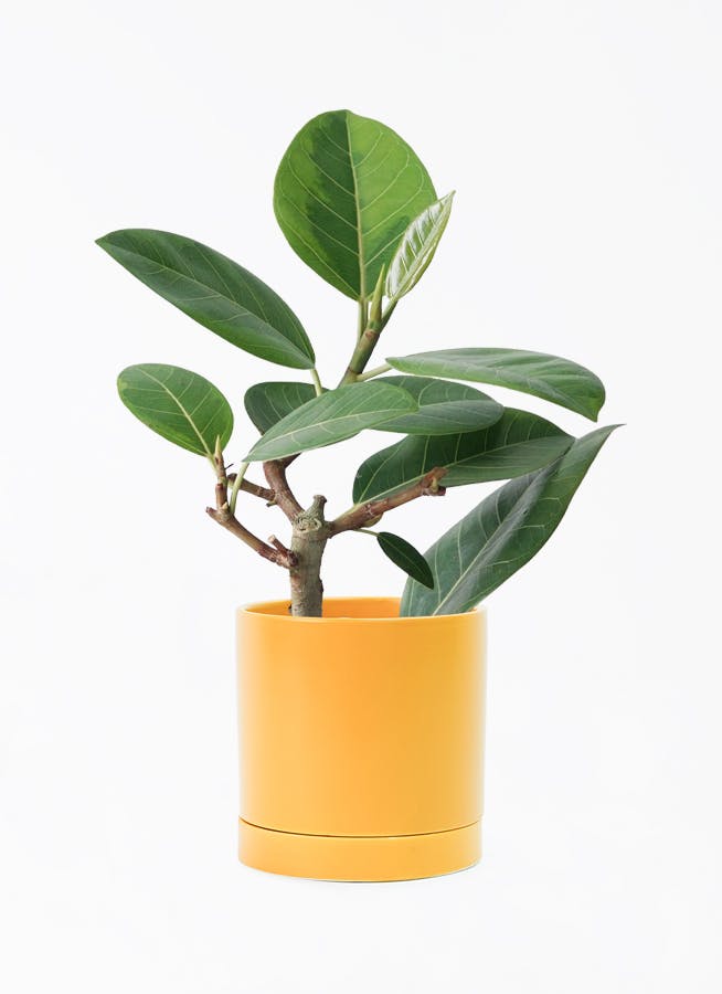 フィカス アルテシーマ 4号 | 観葉植物 | インテリアやギフトに