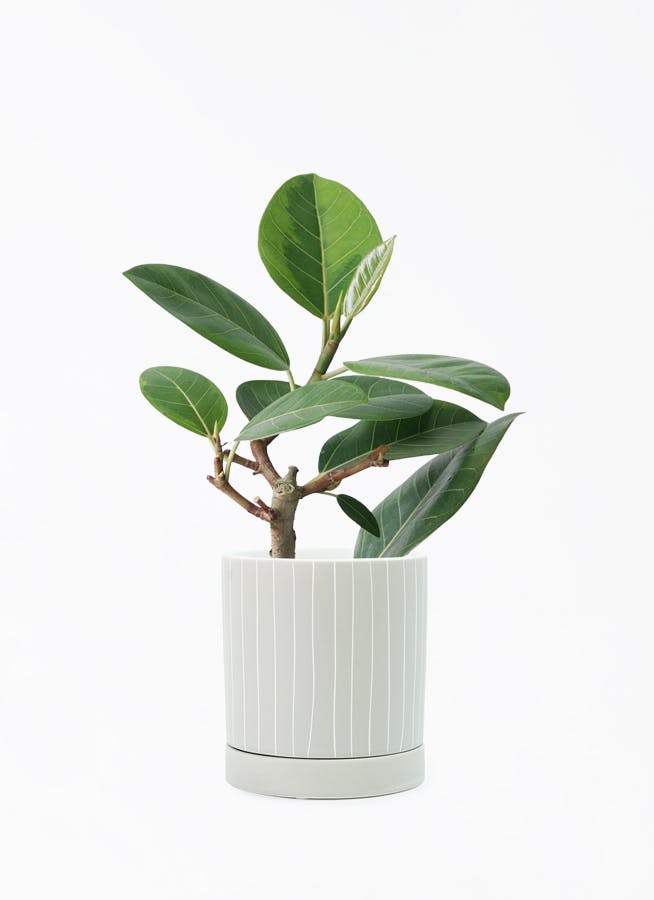 フィカス アルテシーマ 4号 | 観葉植物 | インテリアやギフトに