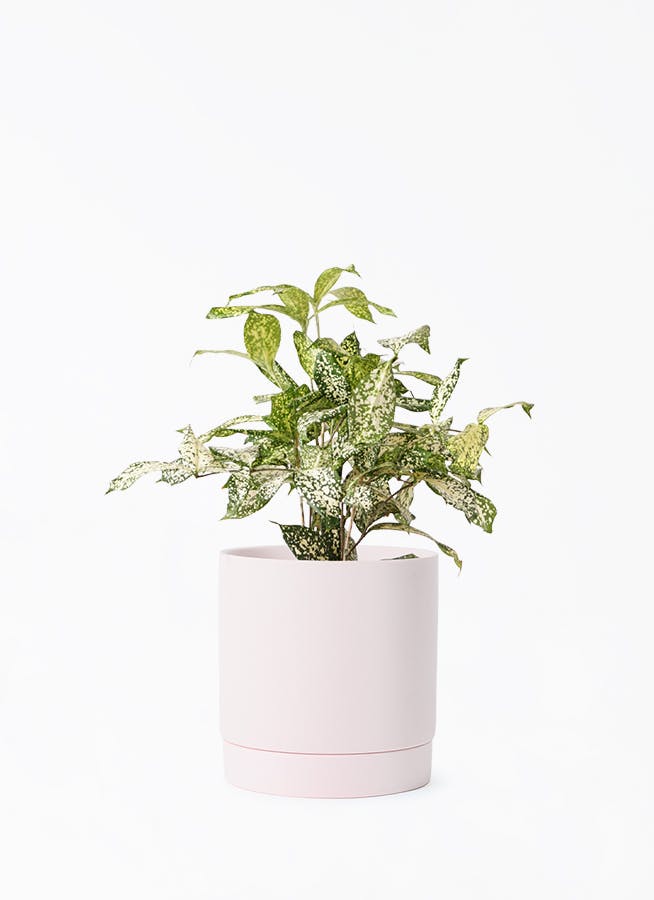 ドラセナ ゴッドセフィアーナ | 観葉植物通販HitoHana(ひとはな)